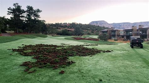 Nov 7, 2023 · Javelinas, also known as peccaries, musk hogs and skunk pigs, have repeatedly ravaged the turf at the 7,000-yard Seven Canyons golf club in Sedona in their search for worms. "When you come upon ... 